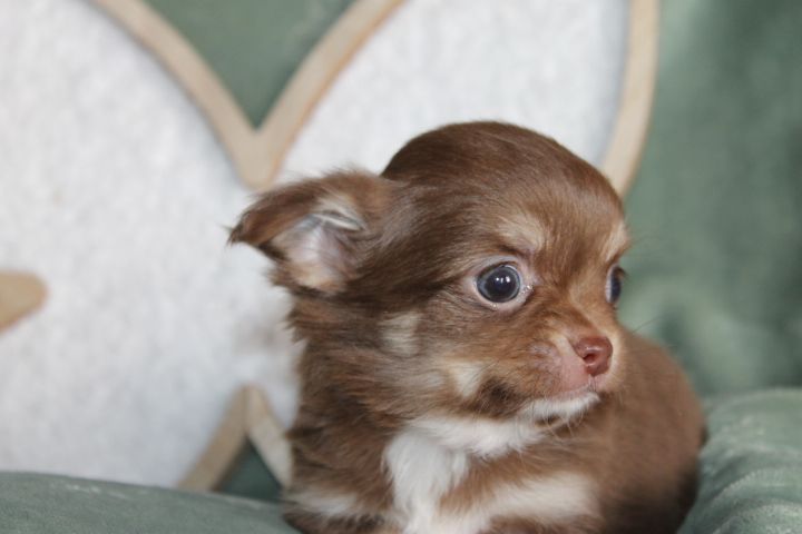 Des Joyaux De La Sambre - Chiot disponible  - Chihuahua