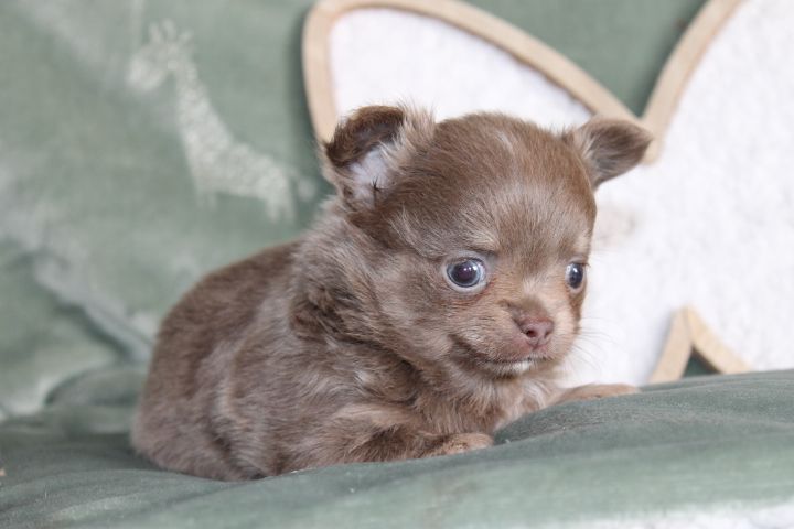 Des Joyaux De La Sambre - Chiot disponible  - Chihuahua