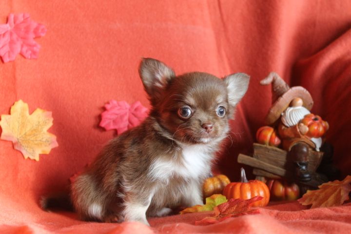 Des Joyaux De La Sambre - Chiot disponible  - Chihuahua