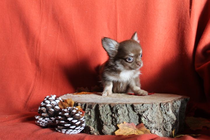 Des Joyaux De La Sambre - Chiot disponible  - Chihuahua