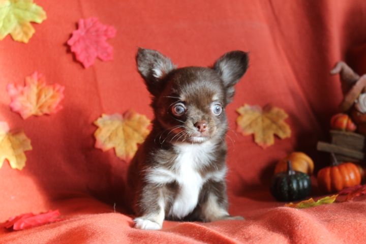 Des Joyaux De La Sambre - Chiot disponible  - Chihuahua