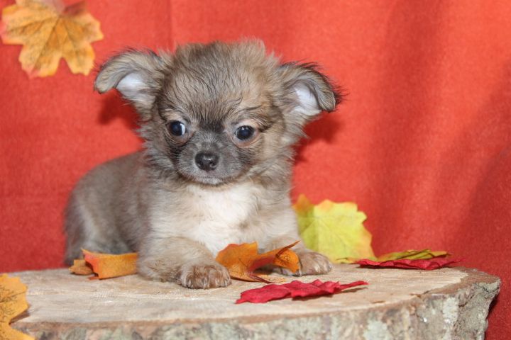 Des Joyaux De La Sambre - Chiot disponible  - Chihuahua