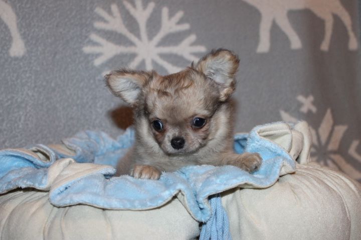 Des Joyaux De La Sambre - Chiot disponible  - Chihuahua