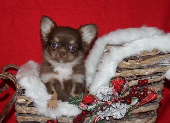 Des Joyaux De La Sambre - Chiot disponible  - Chihuahua