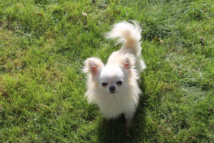 Soda pop Des Gardiens De La Légende