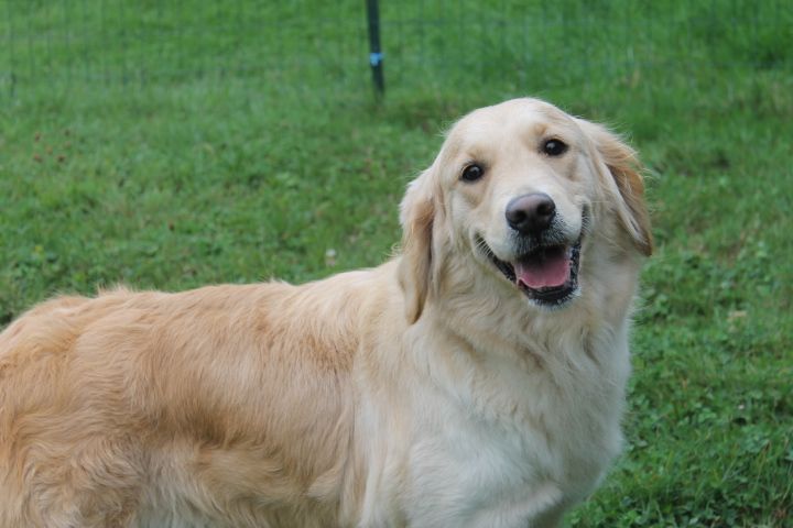 Tess Des Joyaux De La Sambre