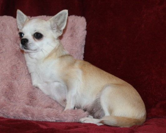 Tania Des Joyaux De La Sambre