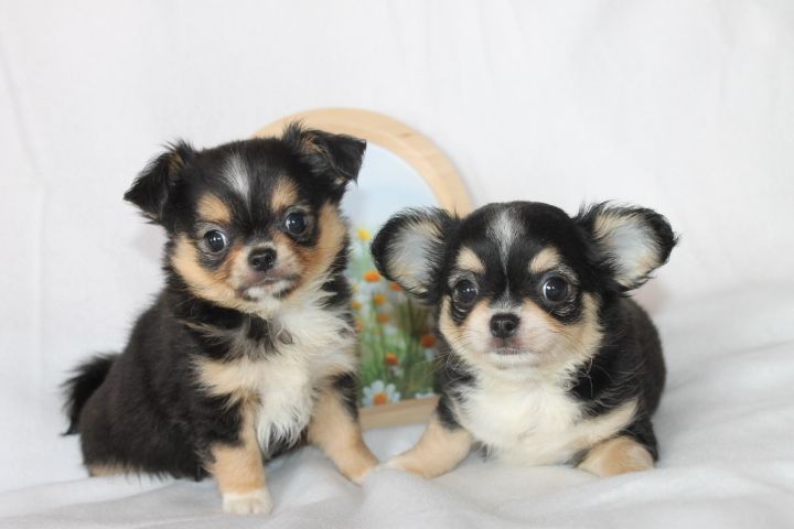 Chiot Chihuahua Des Joyaux De La Sambre