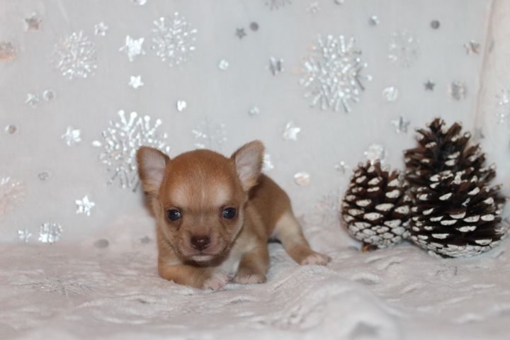 Des Joyaux De La Sambre - Chiots disponibles - Chihuahua