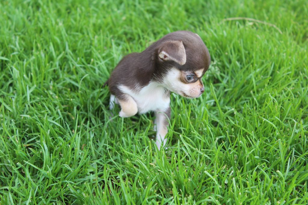 CHIOT