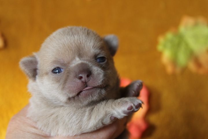 Chiot Chihuahua Des Joyaux De La Sambre