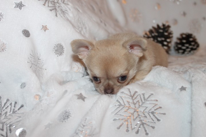 Des Joyaux De La Sambre - Chiots disponibles - Chihuahua