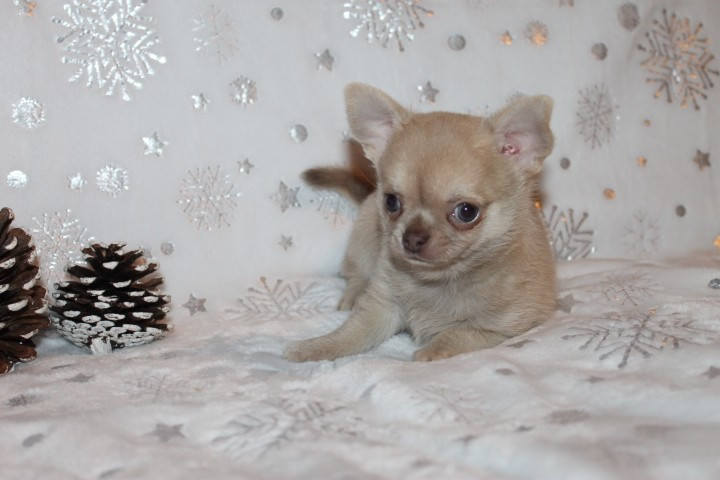 Des Joyaux De La Sambre - Chihuahua - Portée née le 23/10/2025