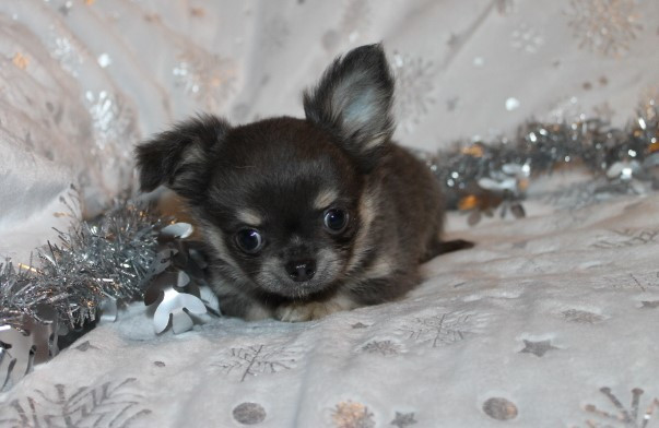 Des Joyaux De La Sambre - Chiots disponibles - Chihuahua