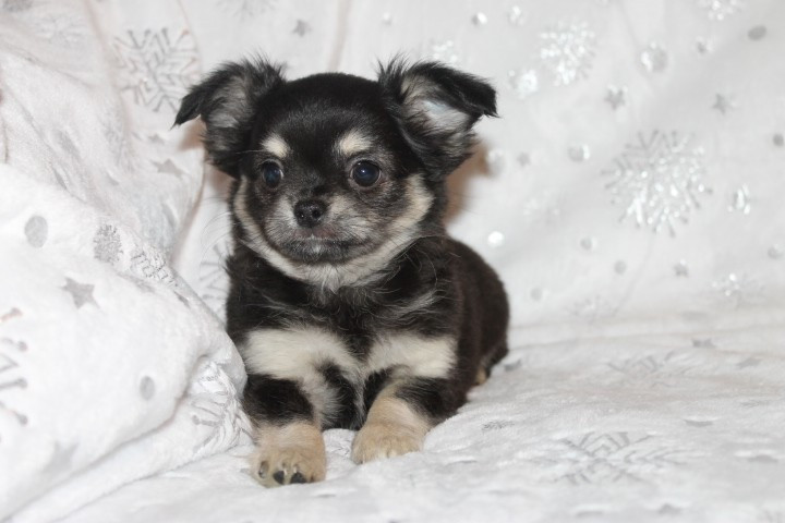 Des Joyaux De La Sambre - Chiots disponibles - Chihuahua