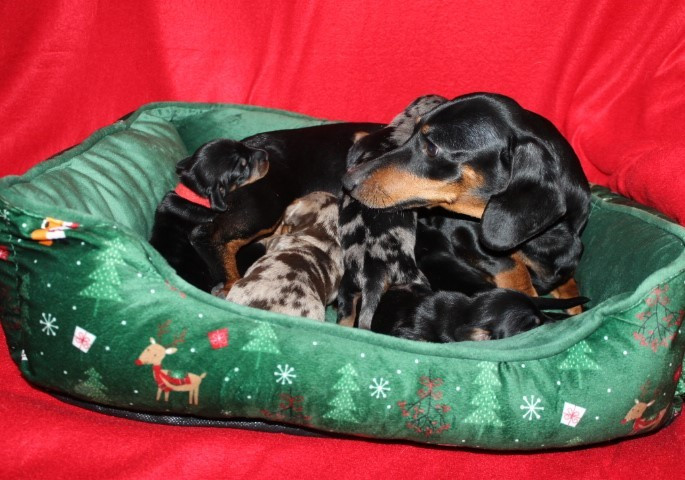 Chiot Teckel poil ras Des Joyaux De La Sambre