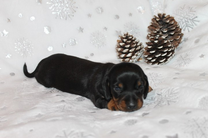 Des Joyaux De La Sambre - Chiots disponibles - Teckel poil ras