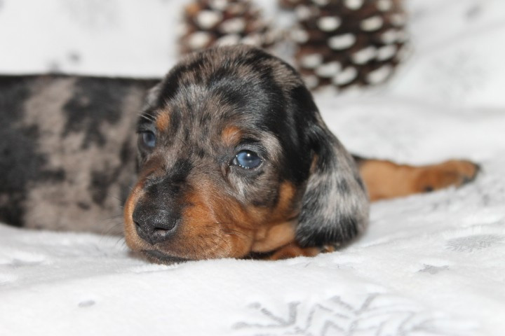 Des Joyaux De La Sambre - Chiots disponibles - Teckel poil ras