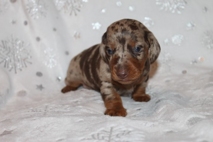 Des Joyaux De La Sambre - Chiots disponibles - Teckel poil ras
