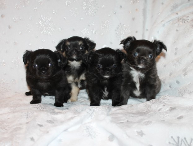 Chiot Chihuahua Des Joyaux De La Sambre