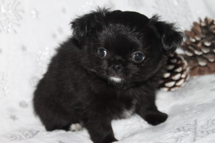 Des Joyaux De La Sambre - Chiots disponibles - Chihuahua