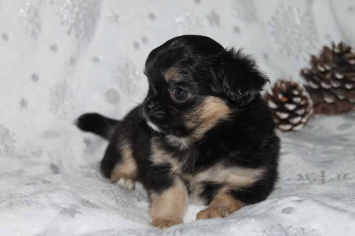 Des Joyaux De La Sambre - Chiots disponibles - Chihuahua