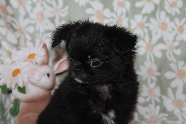 Des Joyaux De La Sambre - Chiots disponibles - Chihuahua