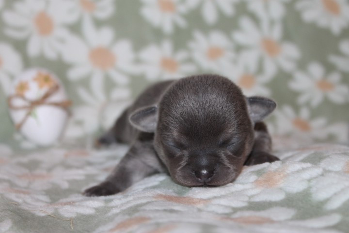 Des Joyaux De La Sambre - Chiots disponibles - Chihuahua