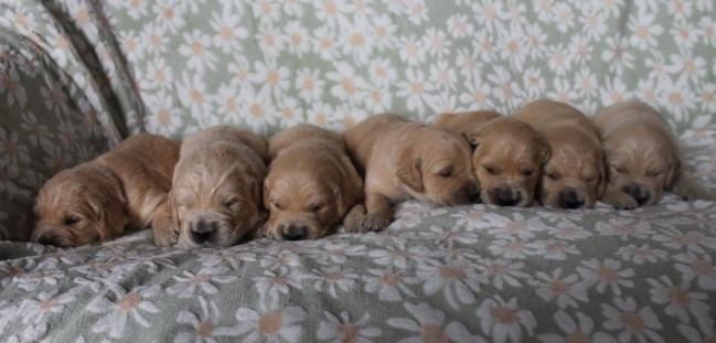 Chiot Golden Retriever Des Joyaux De La Sambre