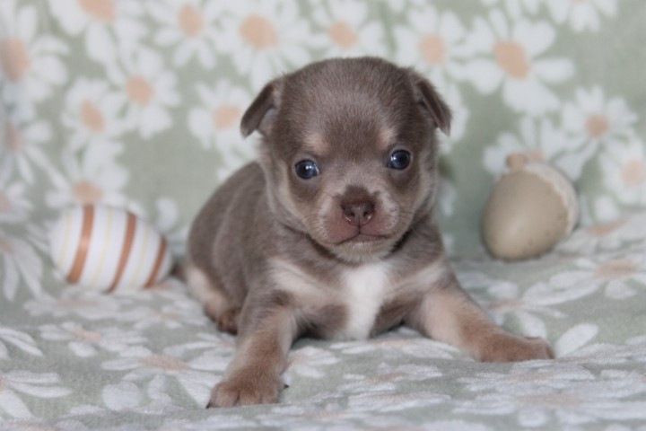 Des Joyaux De La Sambre - Chiots disponibles - Chihuahua