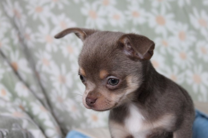 Des Joyaux De La Sambre - Chiots disponibles - Chihuahua
