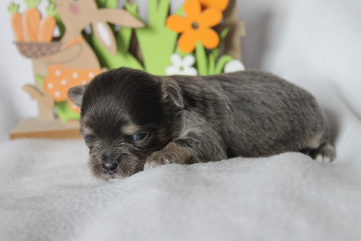 Des Joyaux De La Sambre - Chiots disponibles - Chihuahua