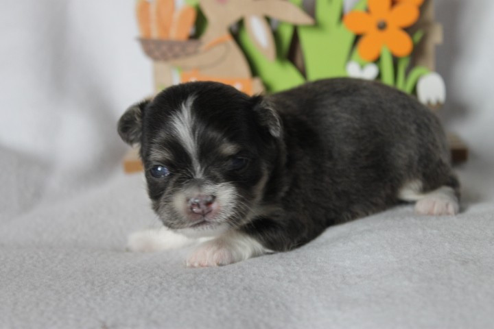 Des Joyaux De La Sambre - Chiots disponibles - Chihuahua