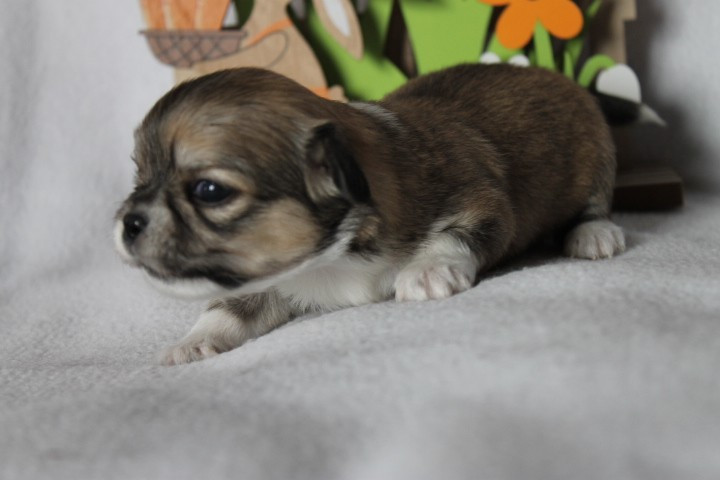 Des Joyaux De La Sambre - Chiots disponibles - Chihuahua