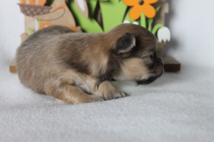 Des Joyaux De La Sambre - Chiots disponibles - Chihuahua