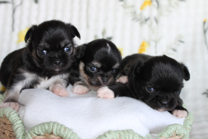 Chiot Chihuahua Des Joyaux De La Sambre