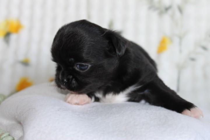 Des Joyaux De La Sambre - Chiots disponibles - Chihuahua