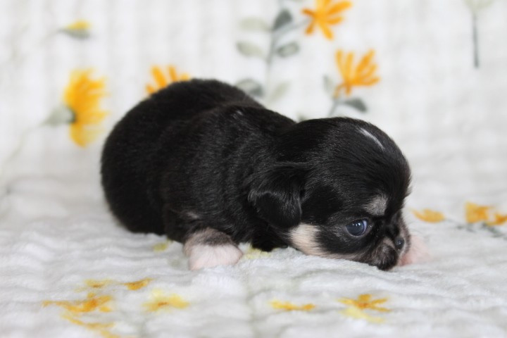 Des Joyaux De La Sambre - Chiots disponibles - Chihuahua