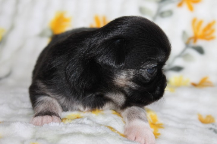 Des Joyaux De La Sambre - Chiots disponibles - Chihuahua