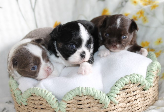 Chiot Chihuahua Des Joyaux De La Sambre