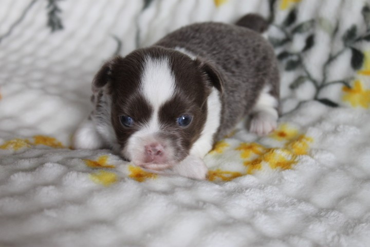Des Joyaux De La Sambre - Chiots disponibles - Chihuahua