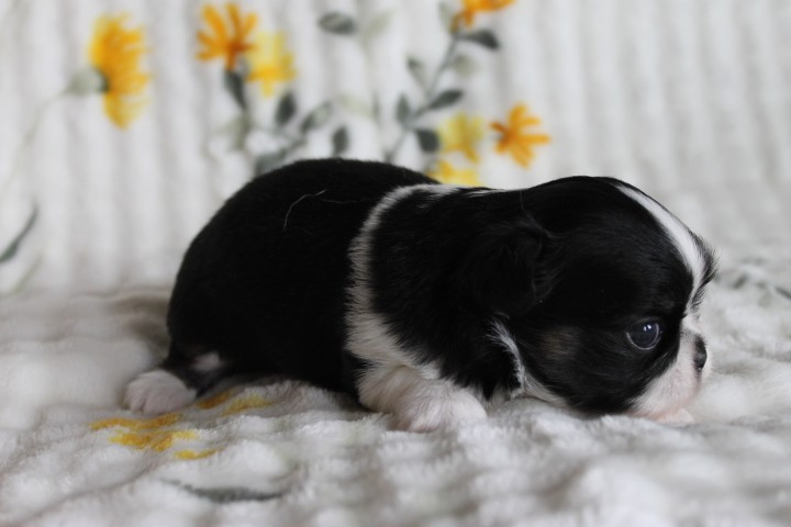 Des Joyaux De La Sambre - Chiots disponibles - Chihuahua
