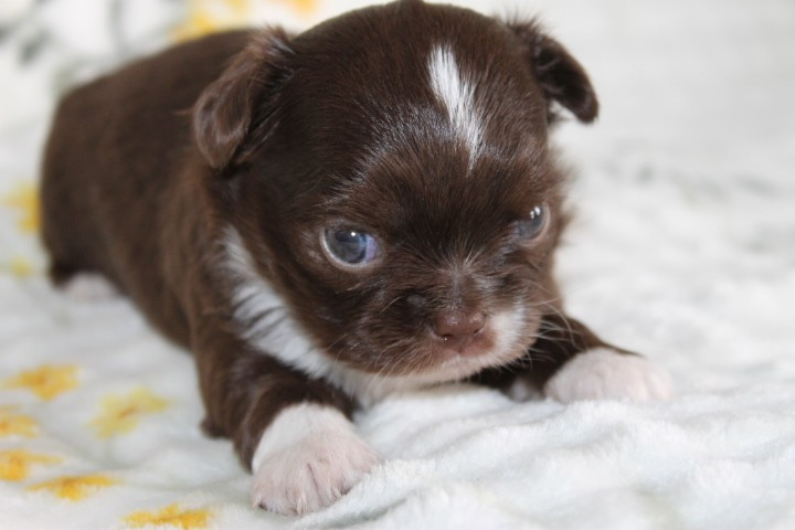 Des Joyaux De La Sambre - Chiots disponibles - Chihuahua