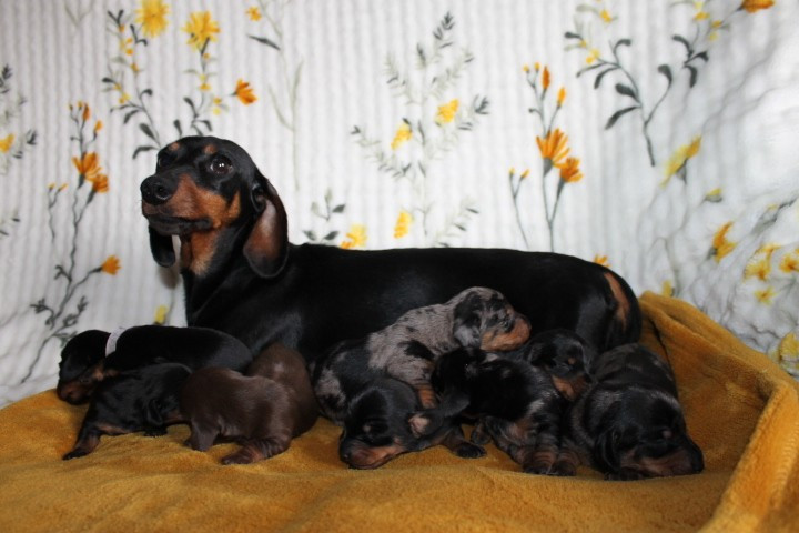 Chiot Teckel poil ras Des Joyaux De La Sambre