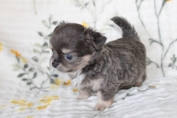 Des Joyaux De La Sambre - Chiots disponibles - Chihuahua