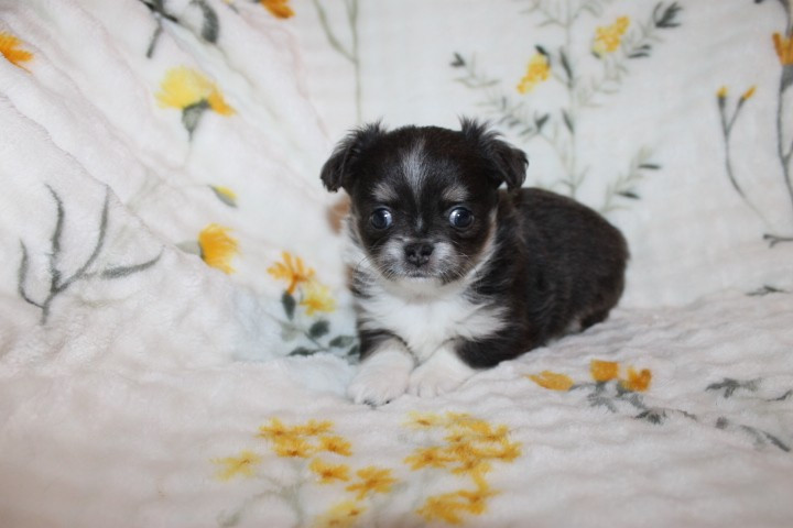 Des Joyaux De La Sambre - Chiots disponibles - Chihuahua