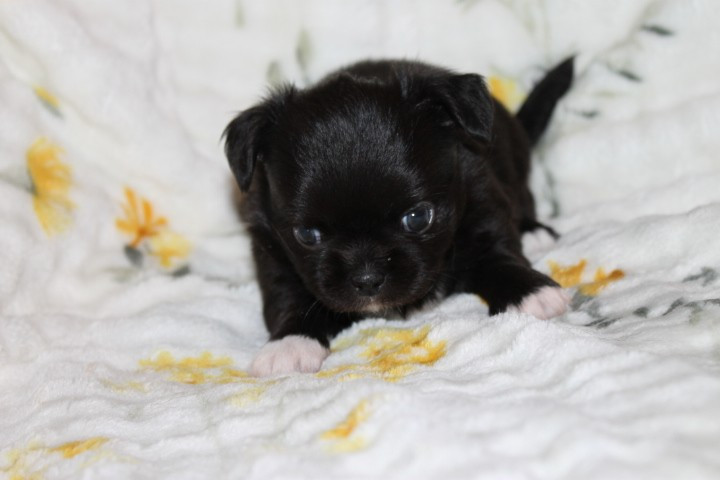 Des Joyaux De La Sambre - Chiots disponibles - Chihuahua