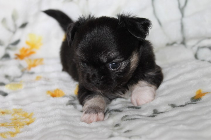Des Joyaux De La Sambre - Chiots disponibles - Chihuahua