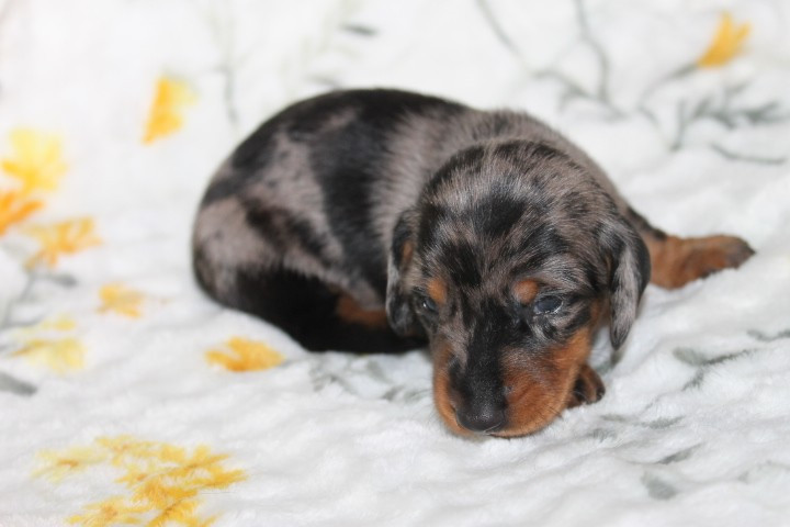 Des Joyaux De La Sambre - Chiots disponibles - Teckel poil ras