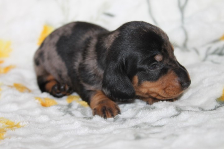 Des Joyaux De La Sambre - Chiots disponibles - Teckel poil ras